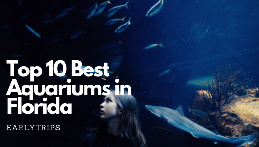 Top 10 Best Aquariums in Florida