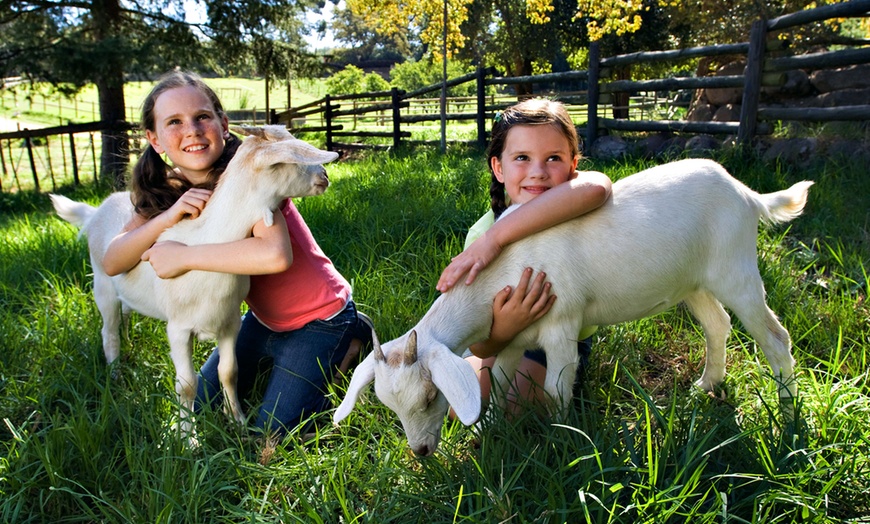 Petting Zoo Admission - Montebello Barnyard Zoo | Groupon
