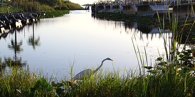 Bird Watching in the Florida Everglades - Tips & Tricks