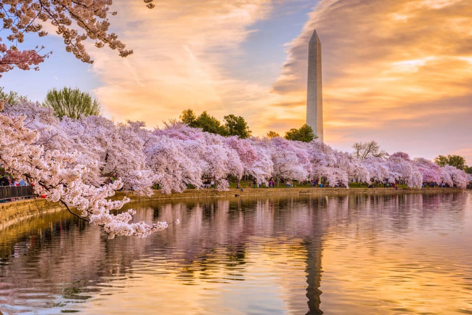 Attend The 2019 National Cherry Blossom Festival | Safford CJDRF of  Springfield