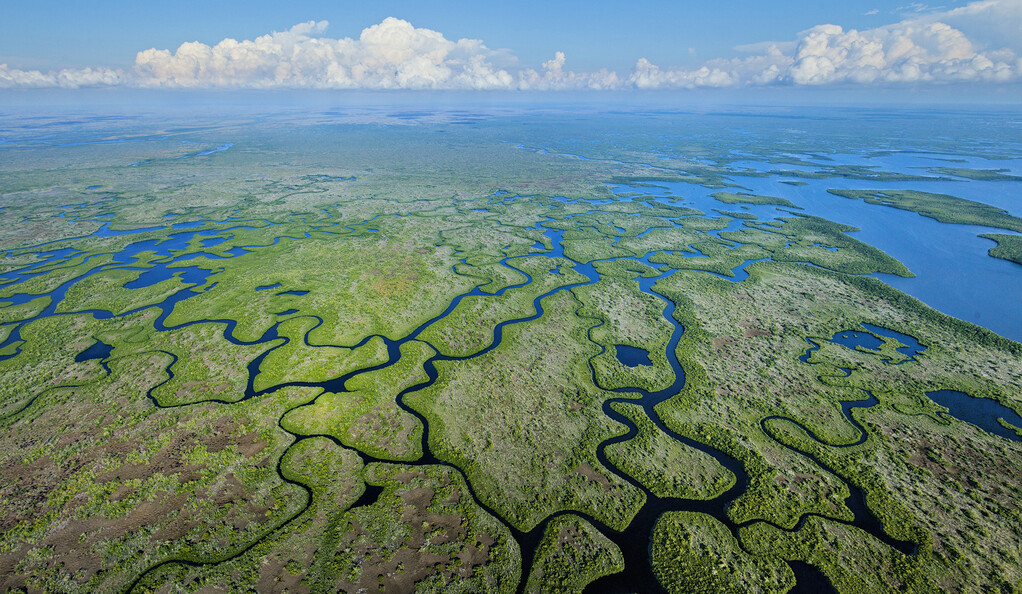 Rare mosquito-borne viruses found to be widespread in Florida Everglades | YaleNews