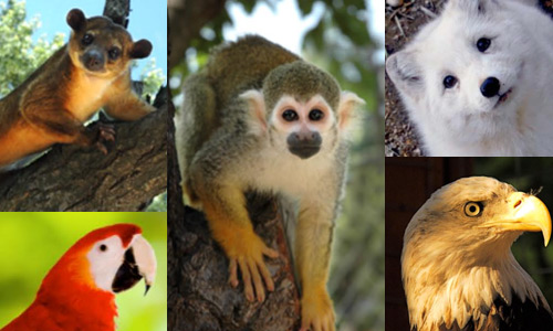 Wildlife Learning Center – Wildlife Biology and rescue