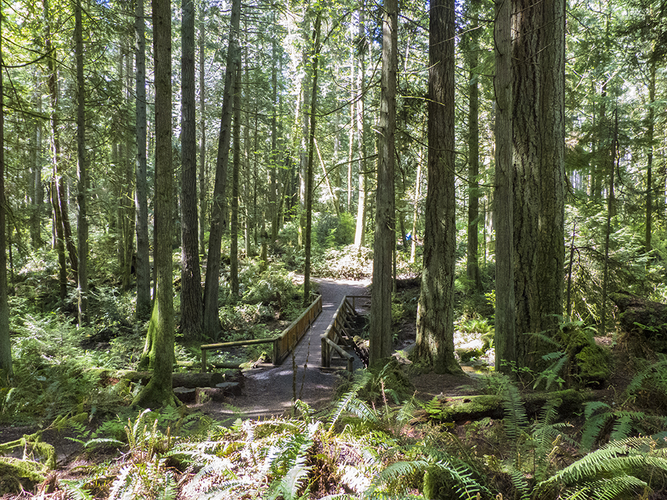 Grand Forest | Bainbridge Island Metro Park & Recreation District