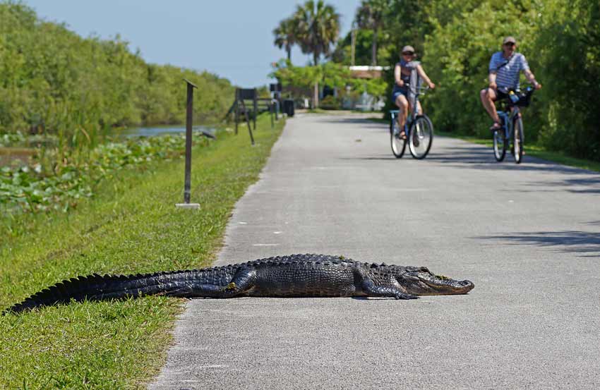 Exploring Florida Everglades National Park by bicycle | Shark Valley